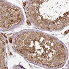 Immunohistochemical staining of human testis shows moderate to strong granular cytoplasmic positivity in cells in seminiferous ducts and Leydig cells.