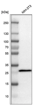 Western blot analysis in mouse cell line NIH-3T3.