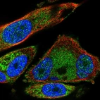 Immunofluorescent staining of human cell line PC-3 shows localization to nucleoplasm, plasma membrane & mitochondria.