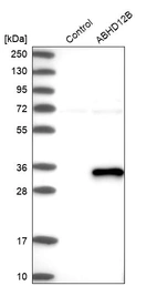 Western blot analysis in control (vector only transfected HEK293T lysate) and ABHD12B over-expression lysate (Co-expressed with a C-terminal myc-DDK tag (~3.1 kDa) in mammalian HEK293T cells, LY405695).