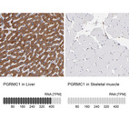 Anti-PGRMC1 Antibody