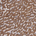 Anti-PGRMC1 Antibody