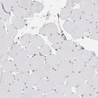 Anti-PGRMC1 Antibody