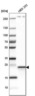 Western blot analysis in human cell line HEK 293.