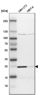 Western blot analysis in mouse cell line NIH-3T3 and rat cell line NBT-II.