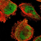 Immunofluorescent staining of human cell line U-251 MG shows localization to nucleoplasm & cytosol.