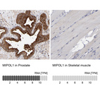 Anti-MIPOL1 Antibody