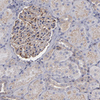 Immunohistochemical staining of human kidney shows moderate cytoplasmic positivity in cells in glomeruli.