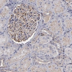 Immunohistochemical staining of human kidney shows moderate cytoplasmic positivity in cells in glomeruli.