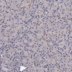 Immunohistochemical staining of human pancreas shows weak cytoplasmic positivity in exocrine glandular cells as expected.