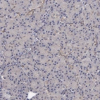 Immunohistochemical staining of human pancreas shows weak cytoplasmic positivity in exocrine glandular cells as expected.