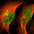 Immunofluorescent staining of human cell line U-251 MG shows localization to nucleoplasm, cytosol & microtubule organizing center.