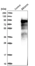 Western blot analysis in control (vector only transfected HEK293T lysate) and BEGAIN over-expression lysate (Co-expressed with a C-terminal myc-DDK tag (~3.1 kDa) in mammalian HEK293T cells, LY412260).
