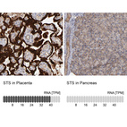 Anti-STS Antibody