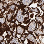 Immunohistochemical staining of human placenta shows high expression.