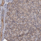 Immunohistochemical staining of human pancreas shows low expression as expected.