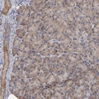 Immunohistochemical staining of human pancreas shows low expression as expected.