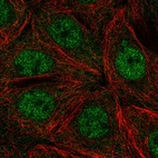 Immunofluorescent staining of human cell line MCF7 shows localization to nucleoplasm.