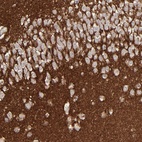 Anti-GPM6B Antibody