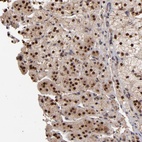 Anti-EAPP Antibody