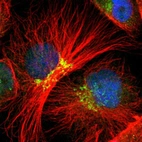 Immunofluorescent staining of human cell line U-251 MG shows localization to nucleoplasm & the Golgi apparatus.