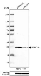 Western blot analysis in MCF-7 cells transfected with control siRNA, target specific siRNA probe #1, using Anti-PSMD10 antibody. Remaining relative intensity is presented. Loading control: Anti-GAPDH.
