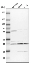 Western blot analysis in mouse cell line NIH-3T3, rat cell line NBT-II and rat cell line pC12.