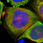 Immunofluorescent staining of human cell line A-431 shows positivity in cytoplasm.