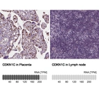 Anti-CDKN1C Antibody