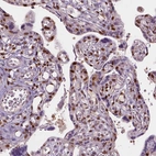 Immunohistochemical staining of human placenta shows strong nuclear positivity in trophoblastic cells.