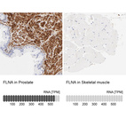 Anti-FLNA Antibody