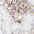 Immunohistochemical staining of human kidney using Anti-FLNA antibody HPA002925.