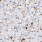 Immunohistochemical staining of human liver using Anti-FLNA antibody HPA002925.