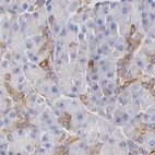 Immunohistochemical staining of human pancreas using Anti-FLNA antibody HPA002925.