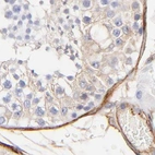 Immunohistochemical staining of human testis using Anti-FLNA antibody HPA002925.