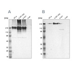 Anti-FLNA Antibody