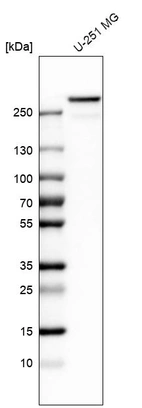 Western blot analysis in human cell line U-251 MG.