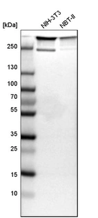 Western blot analysis in mouse cell line NIH-3T3 and rat cell line NBT-II.