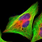 Immunofluorescent staining of human cell line U-2 OS shows localization to plasma membrane, cytosol & actin filaments.