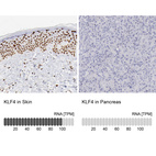 Anti-KLF4 Antibody