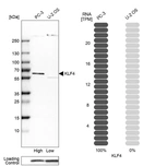 Western blot analysis in human cell lines PC-3 and U2OS using Anti-KLF4 antibody. Corresponding KLF4 RNA-seq data are presented for the same cell lines. Loading control: Anti-GAPDH.
