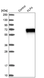 Western blot analysis in control (vector only transfected HEK293T lysate) and KLF4 over-expression lysate (Co-expressed with a C-terminal myc-DDK tag (~3.1 kDa) in mammalian HEK293T cells, LY401356).