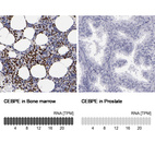 Anti-CEBPE Antibody