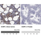 Anti-CEBPE Antibody
