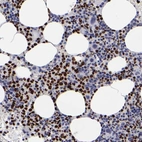 Immunohistochemical staining of human bone marrow shows strong nuclear positivity in hematopoietic cells.