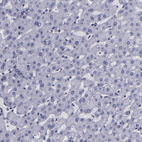 Anti-CEBPE Antibody