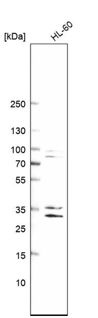 Western blot analysis in human cell line HL-60.