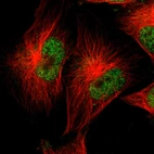 Immunofluorescent staining of human cell line U-251 MG shows localization to nucleoplasm.