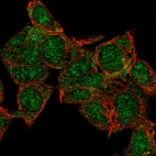 Immunofluorescent staining of human cell line Hep G2 shows localization to nucleus, nucleoli & cytosol.