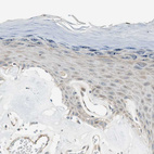 Immunohistochemical staining of human skin shows very weak positivity in squamous epithelial cells as expected.